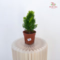 Platcladus Orientalis Thuja