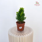 Platcladus Orientalis Thuja