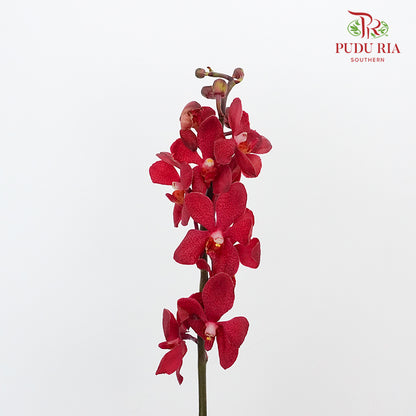 Mokara Orchid Red / 10 Stems - Pudu Ria Florist Southern