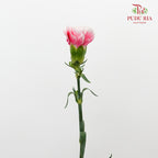 Carnation Pink/White 18-20 Stems - Pudu Ria Florist Southern