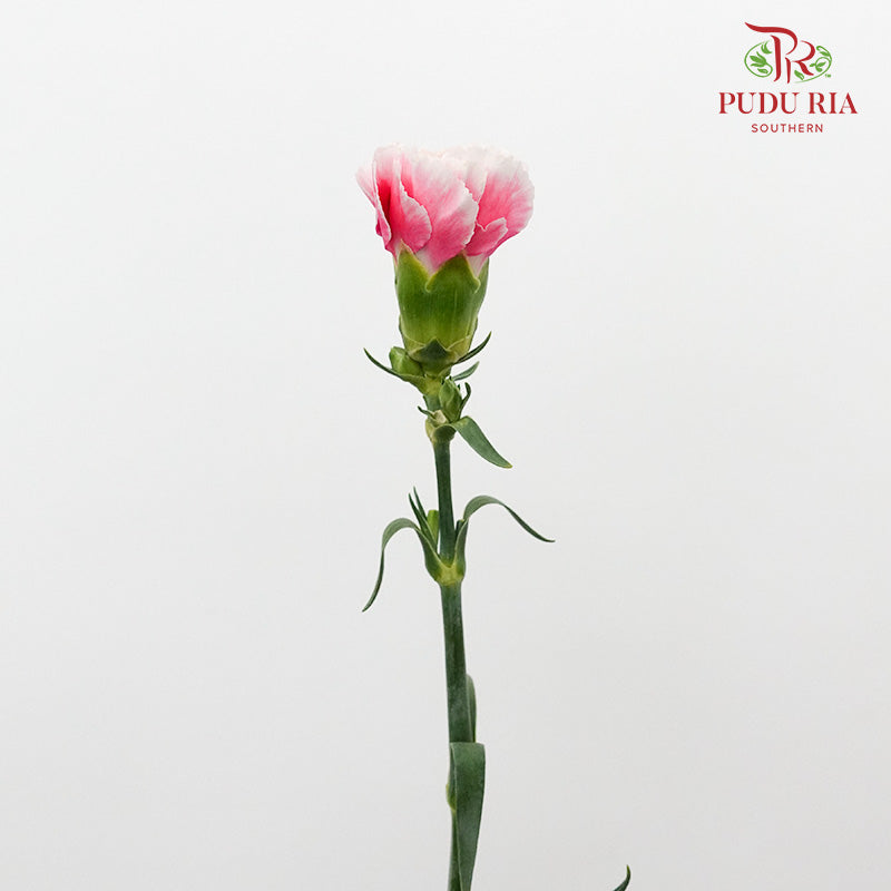 Carnation Pink/White 18-20 Stems - Pudu Ria Florist Southern