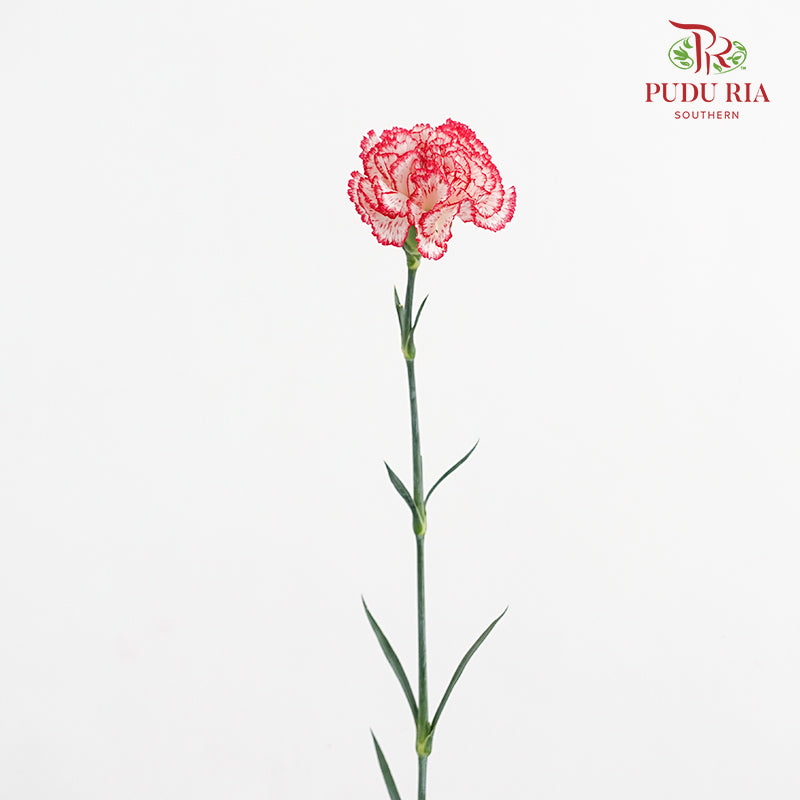 Carnation Sorriso 康乃馨 - (8-10 Stems)