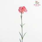 Carnation Sorriso 康乃馨 - (8-10 Stems)