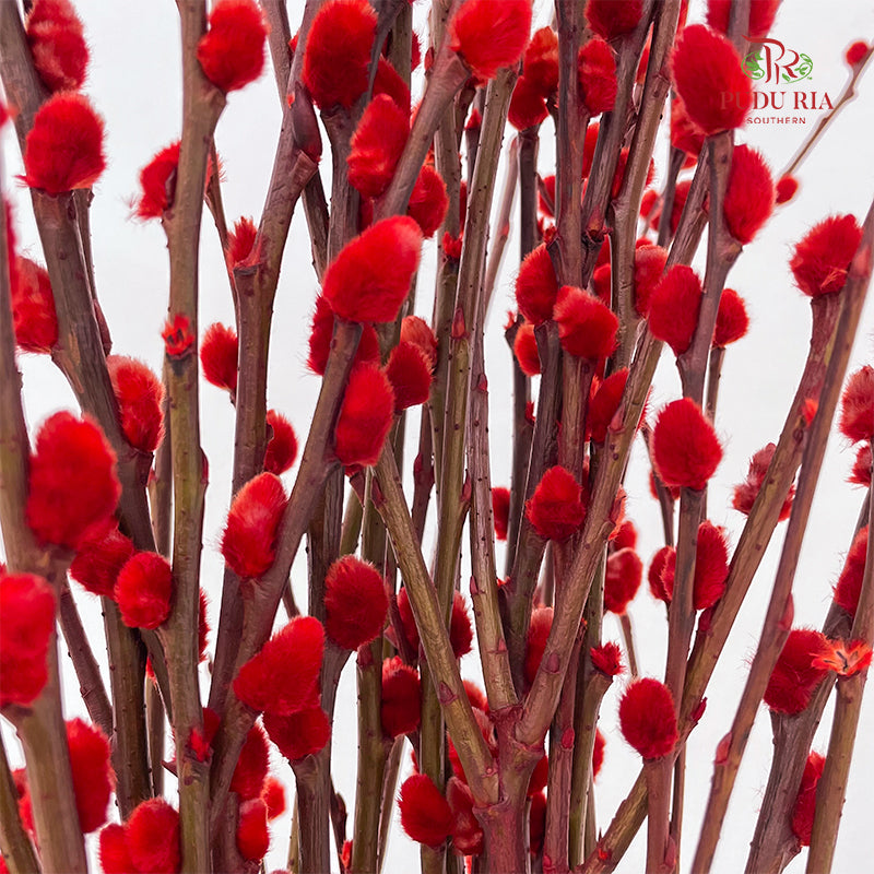 银柳分枝 Pussy Willow Spray - Red (5Ft)