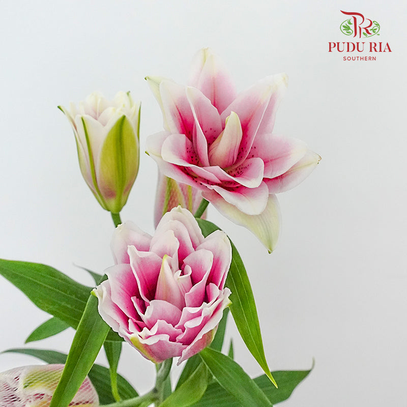 Rose Lily Pink (5 Stems) - Pudu Ria Florist Southern