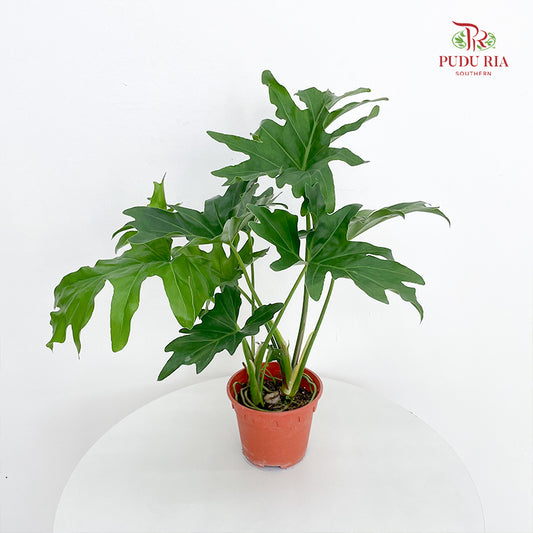 Philodendron Selloum