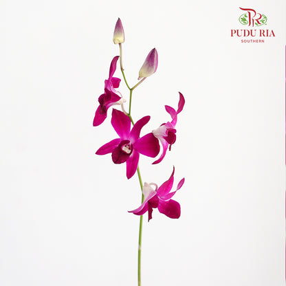 Dendrobium Orchid Dark Purple / 5 Stems (L) - Pudu Ria Florist Southern