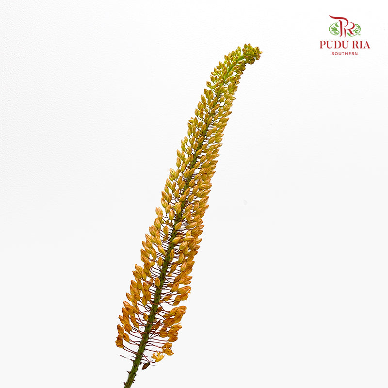 Eremurus Shelf 狐尾百合 - (2 Stems)