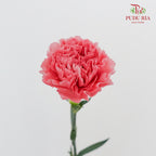 Carnation Flamingo (8-10 Stems) - Pudu Ria Florist Southern