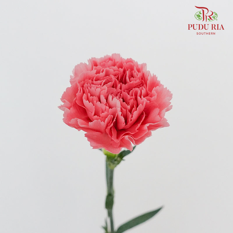 Carnation Flamingo (8-10 Stems) - Pudu Ria Florist Southern