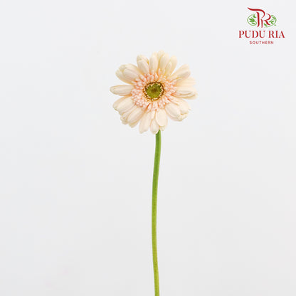 Gerbera Soft Cream (8-10 Stems)