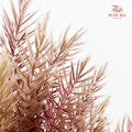 Phragmites Australis - (Per Bundle)