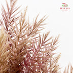 Phragmites Australis - (Per Bundle)