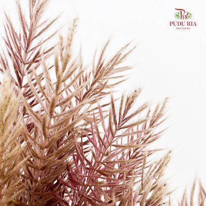 Phragmites Australis - (Per Bundle)