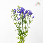 Delphinium Grandiflorum Purple飞燕草 - (2 Stems)