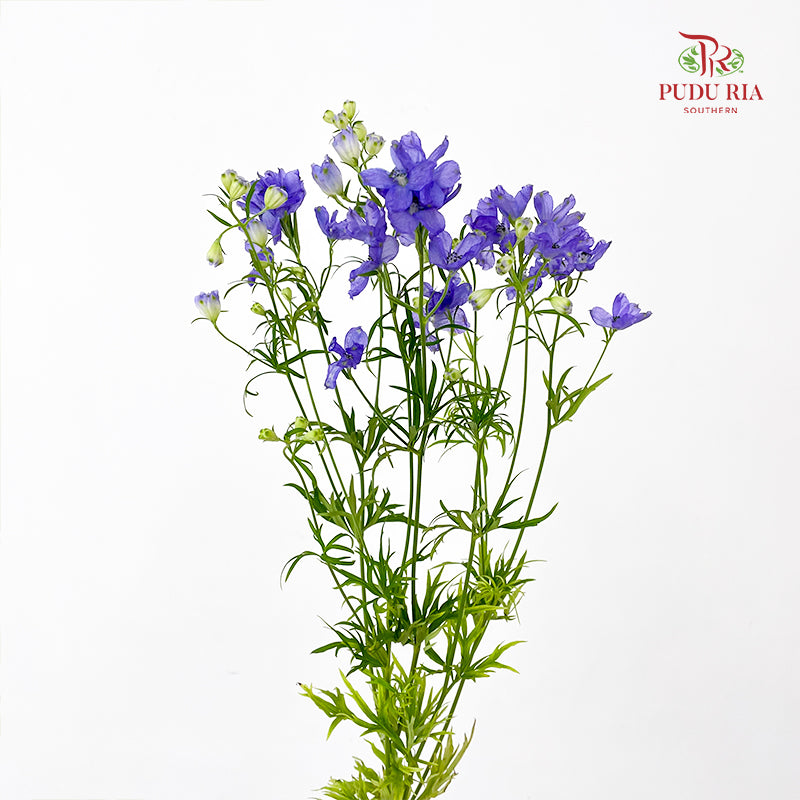 Delphinium Grandiflorum Purple - (2 Stems)