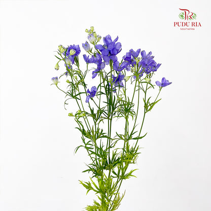 Delphinium Grandiflorum Purple - (2 Stems)
