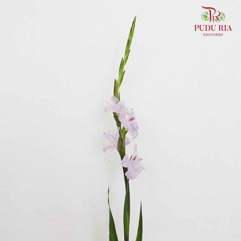 Gladiolus - Light Purple - Pudu Ria Florist Southern