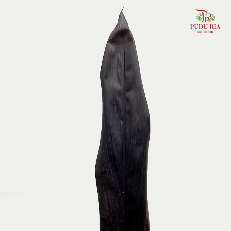 Cordyline Black Ti Leaves  绿朱蕉 - (5 Stems)