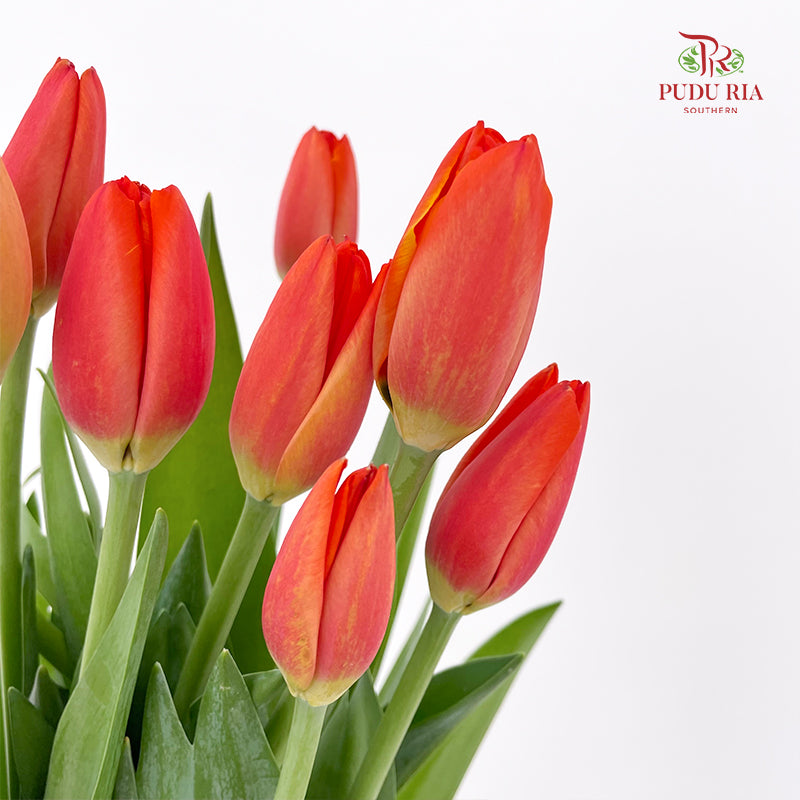 Tulip Orange 郁金香 - (8-10 Stems)