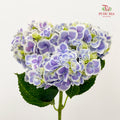 Hydrangea Tone Purple - (Per Stem)