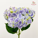 Hydrangea Tone Purple - (Per Stem)