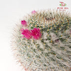 Cactus Mix 6 - Pudu Ria Florist Southern