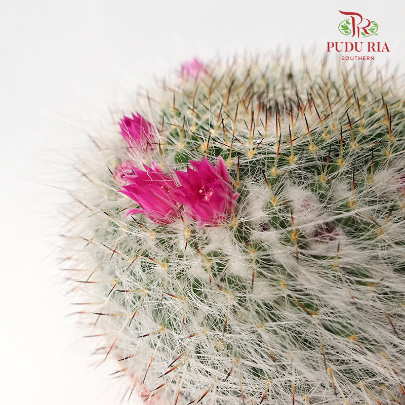 Cactus Mix 6 - Pudu Ria Florist Southern