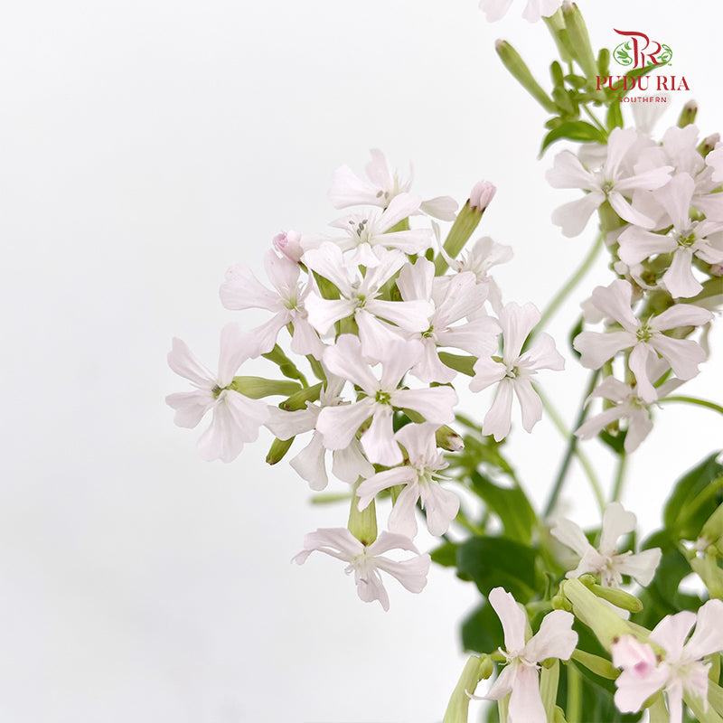 Saponaria 肥皂草 - (Per Bundle)