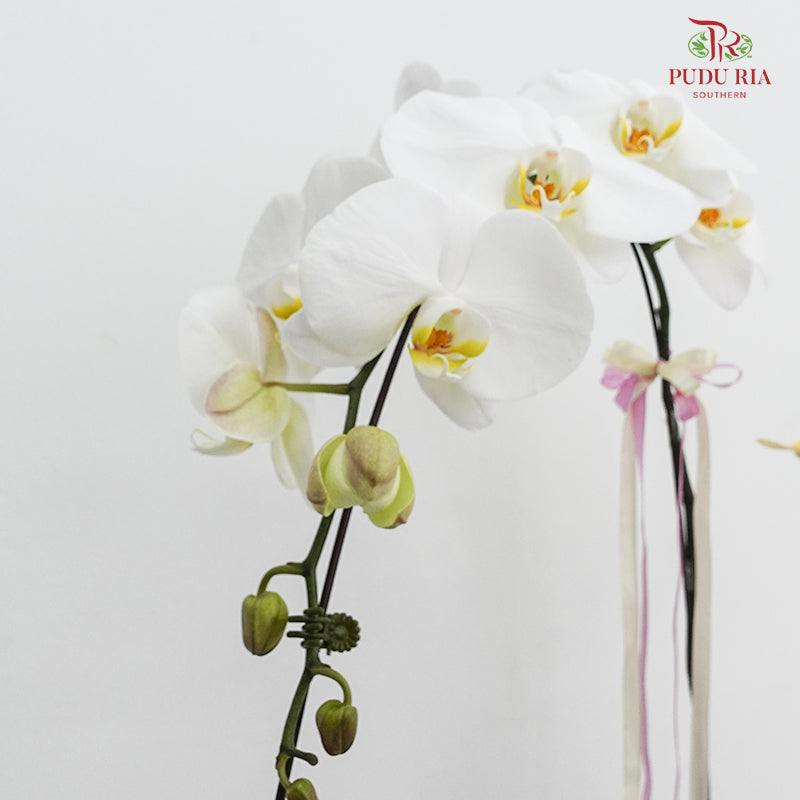 Phalaenopsis Orchid Arrangement (2 stems)