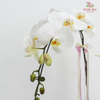 Phalaenopsis Orchid Arrangement (2 stems)
