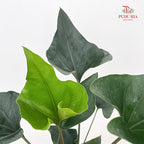 Anthurium Arrow P210