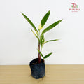 Heliconia Lady Di Var