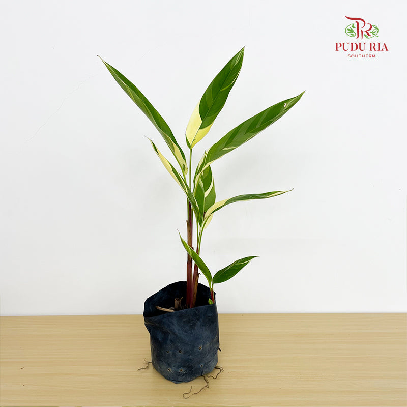 Heliconia Lady Di Var