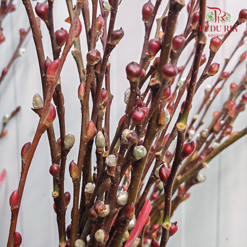 狮头银柳（土种） Pussy Willow Lion Head Plant