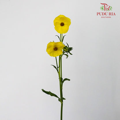 Ranunculus Butterfly Yellow (8 - 10 Stems) - Pudu Ria Florist Southern