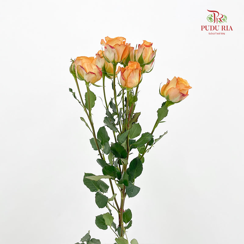 Rose Spray Orange Yellow 杏色蕾丝多头玫瑰 - (8-10 Stems)