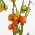 Ornamental Eggplant - (Per Bundle)