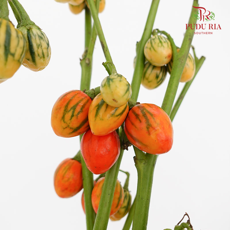 Ornamental Eggplant - (Per Bundle)