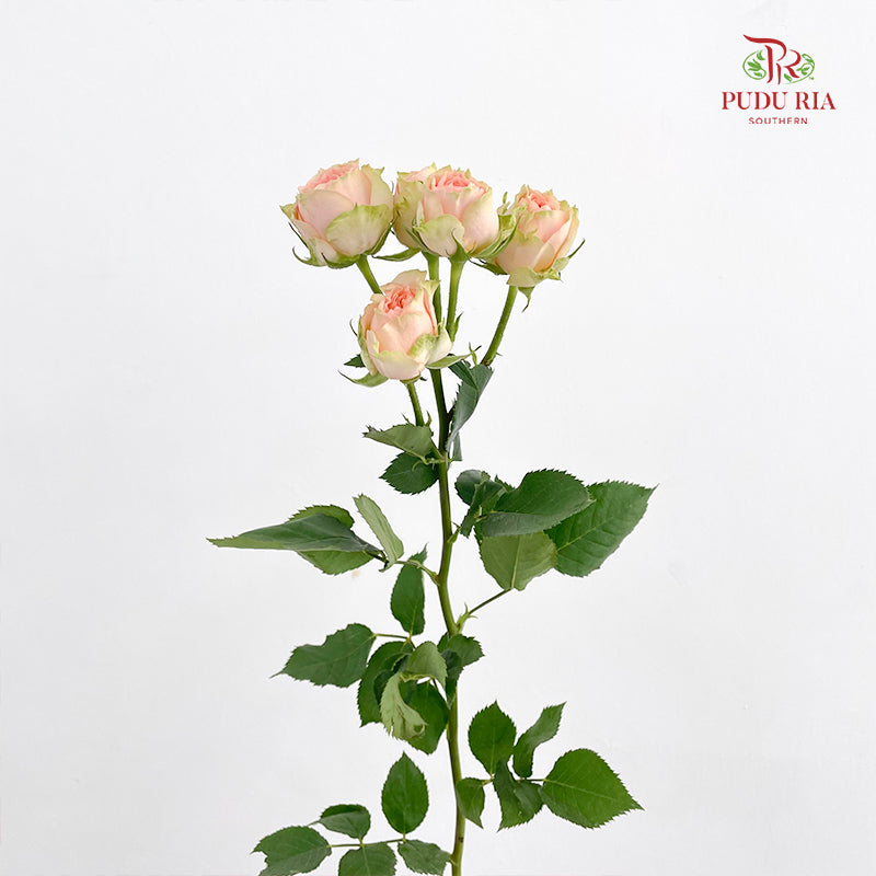 Rose Spray Gravity - (8-10 Stems)