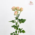 Rose Spray Gravity - (8-10 Stems)
