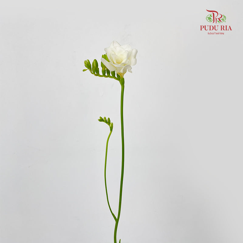 Freesia White - (5 Stems)