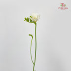 Freesia White - (5 Stems)