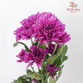 Chrysanthemum Pompom Dark Purple (10-12 Stems) - Pudu Ria Florist Southern
