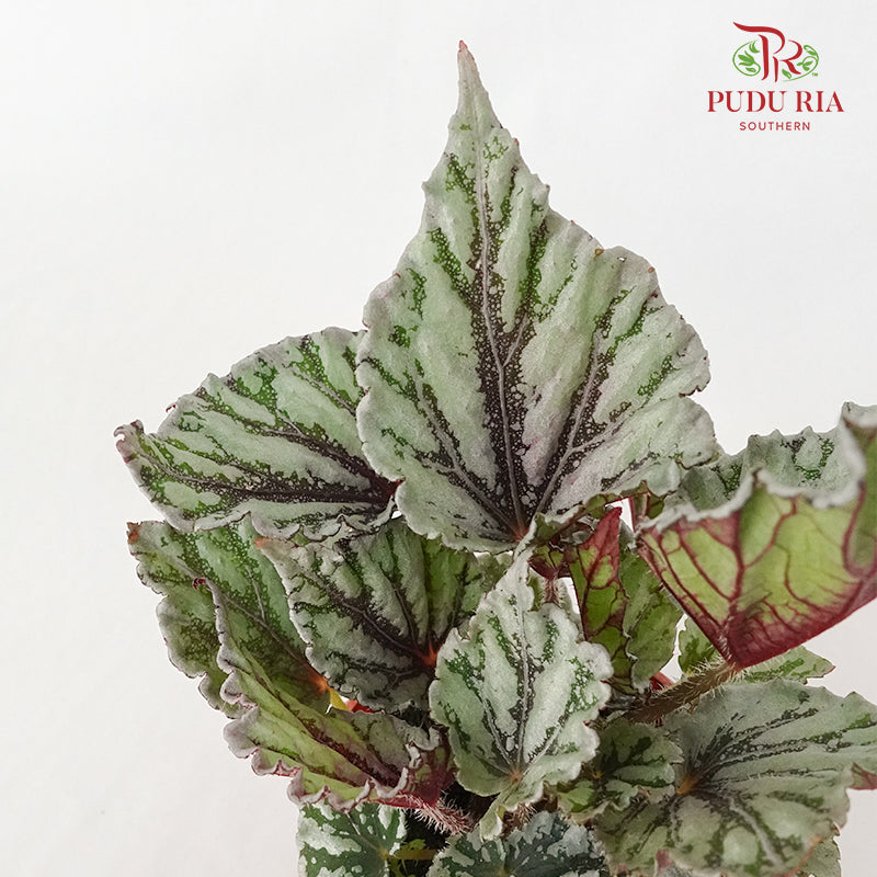 Begonia Rex - Pudu Ria Florist Southern