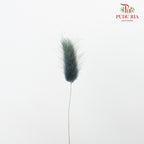 Dry Lagurus (Bunny Tails) - Slate Blue - Pudu Ria Florist Southern