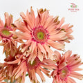 Gerbera Pasta Pink - (8-10 Stems)