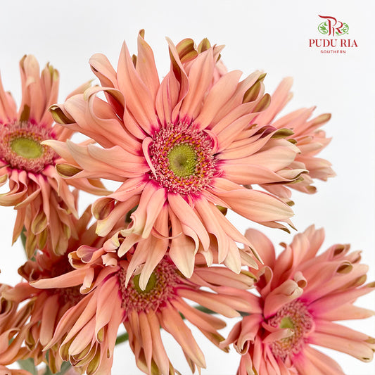 Gerbera Pasta Pink (8-10 Stems)