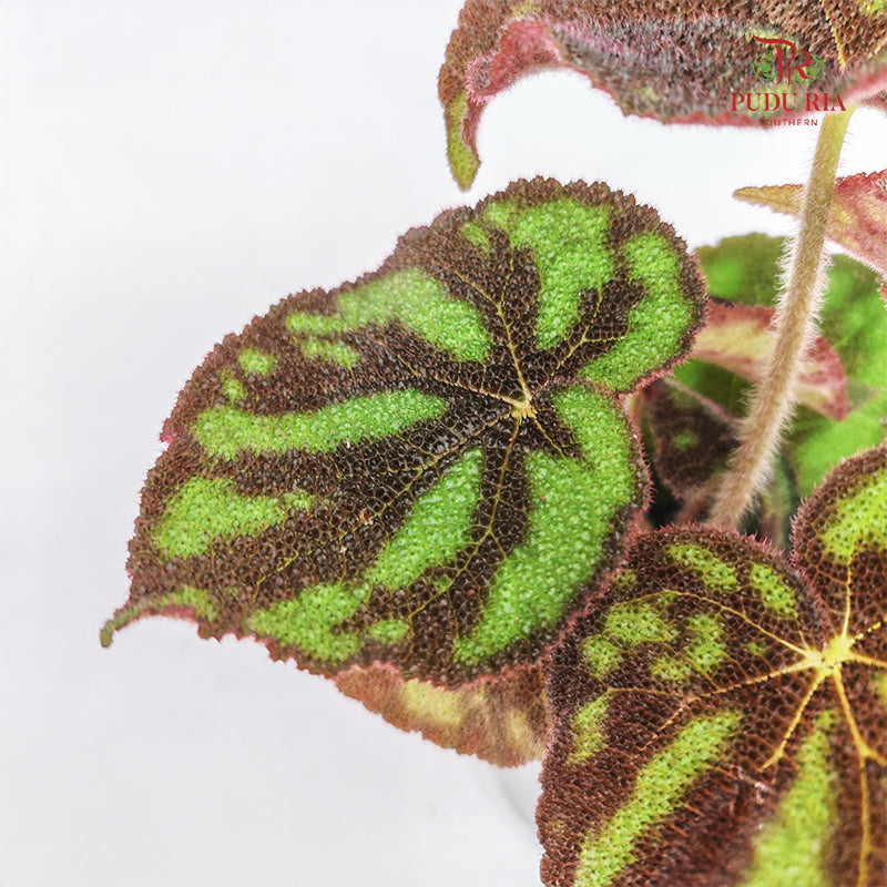 Begonia - Masoniana Lonely Rock