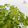 Bupleurum - Pudu Ria Florist Southern